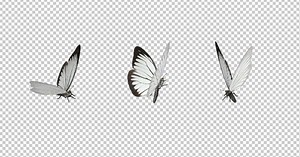 Flying Butterfly - White Cabbage