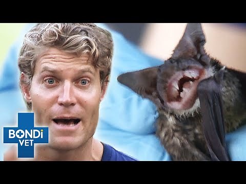 Scariest (And Friendliest) Animals Ever! 🦇🎃 HALLOWEEN TRICK OR TREAT SPECIAL | Bondi Vet Compilation