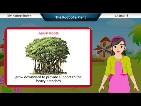 My Nature Class 4 Chapter 8 The Root of a Plant