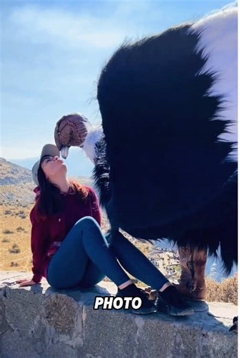 Andean Condor: The World's Largest Flying Bird