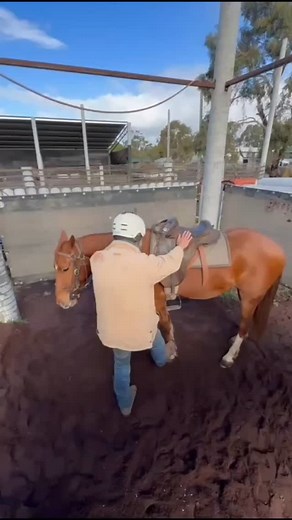 Elmo's first ride..... #equusnexus #offthetrack #racehorse #warmblood #dressage #showjumping #showjumper #horselovers #horsetraining #horsetrainer #clydiecross #eventer #eventing #appaloosa #workingequitation #naturalhorsemanship #quarterhorse #clydesdale #andalusian #lucitano #trailriding #ethology | Equus Nexus