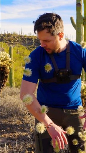 Cactus Crash! (Removing jumping cholla)