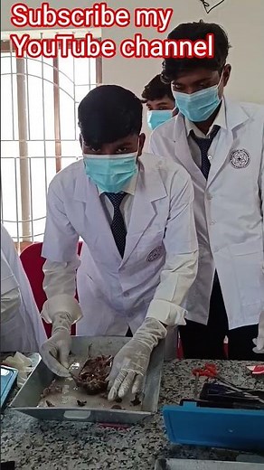 medical lab practical Dissection of rat 🐀🐀🐀🐁🐁🐁🐁🐁🐁🐁 #motivationalvideo #coversong viral videos 📷📷📷