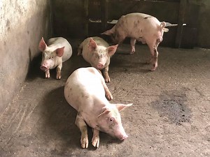 How To Start A Piggery Project in 2025 | Akudinulo Farms