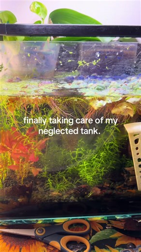 Taking Care of My Neglected Aquarium Tank