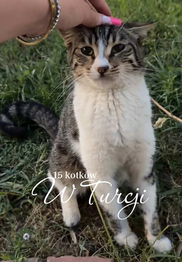 Kotki w Turcji: najlepsza atrakcja podróży