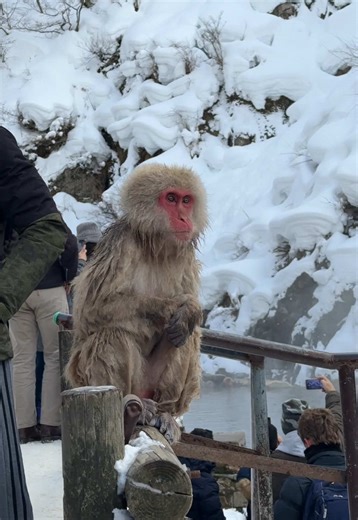 Explore Nagano: A Winter Adventure with Snow Monkeys
