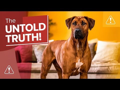 Is The Rhodesian Ridgeback The Perfect Family Dog?