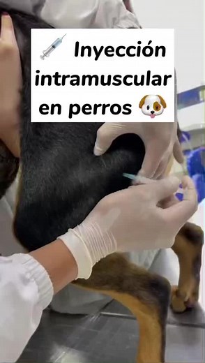 Inyección intramuscular #fáaacil (Se hace previa desinfección de la zona) Es una de las vías de Administracion más utilizadas, es más dolorosa que la endovenosa y subcutánea. #vet #veterinarian #veterinaria #inyeccion #inyeccionchallenge #animales #saludanimal #saludanimalveterinarias🐴#medicinaveterinaria #animales #mascotas #petlover