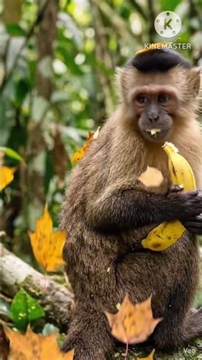 This Monkey Took Banana Love Too Far 😂#shortvideo #shorts