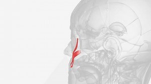 Zygomaticus Major Muscle Muscle Face Stock Footage Video (100% Royalty-free) 1107125779 | Shutterstock