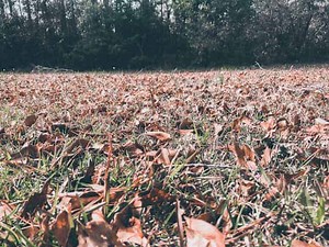 What Is A Leaf Mulcher? How They Work & Are They Worth It?