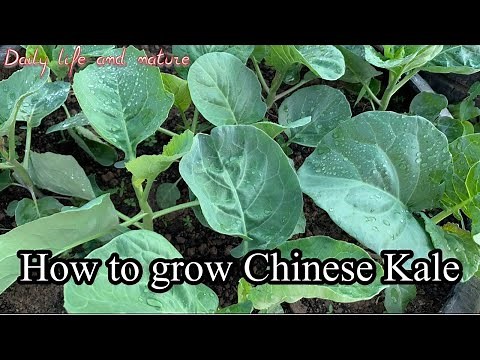 How To Grow Chinese Kale |Growing Gai Lan from Seeds | Planting Chinese Broccoli