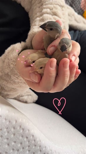 #elevagedepaddas #paddasdejava | Passion Paddas de Java