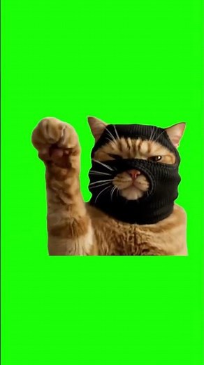 cat meme green screen | cat dance green screen | cat memes green screen