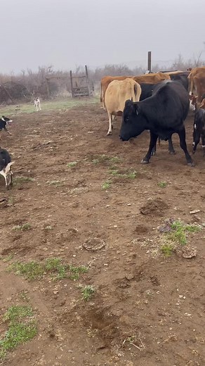 #satusstockdogs #stockdogs #cowdogs #fouryoupage #bordercollie #ranch