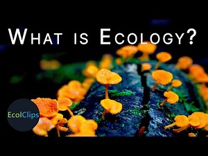 What Connects All Living Things? | EcolClips
