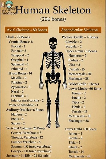 Skeletal system explained with axial and appendicular skeletal with their bones #Skeletalsystem