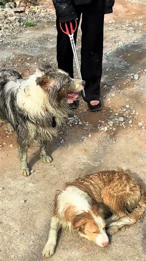 Dog Fun at the Beach: Your Ultimate Seaside Adventure Guide