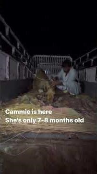 Cammie’s Safe at Last — The Extraordinary Team Effort Behind Her Rescue