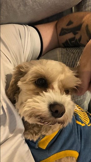 Cutest Cavapoo Morning Cuddles! Luna Sends You Love ✨🐶