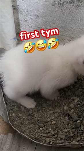 kitten, first time to poop#shortsviral #cat #shortvideo #shortvideo #viralvideos #kitten