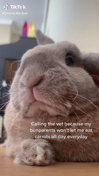 The Truth About Bunnies and Carrots