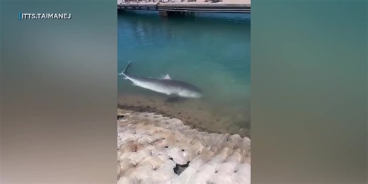 Caught on camera: Tiger shark swims into Waianae Boat Harbor