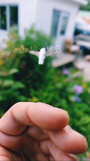 16K views · 1.4K reactions | Did you know? Hummingbirds can fly upside down—for a moment. During sharp turns or escape moves, they flip onto their backs for a few wingbeats, then roll upright and keep going. Tiny acrobats with he... T1 | I Love Hummingbird | Facebook