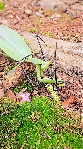 6. Nature's Showdown: Praying Mantis vs Hunting Spider