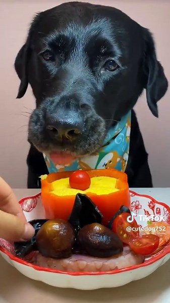 A Dog's Delight: Enjoying Healthy Vegetables