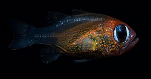 Scientists discovered 71 new species this year