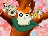 Hamtaro - Tema de Abertura