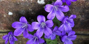 11 plants most at risk of extinction