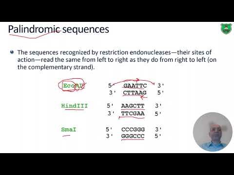 Restriction endonucleases and RFLP