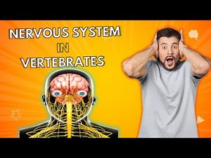 🧠 Organization of the Nervous System in Vertebrates | Central and Peripheral Nervous Systems!