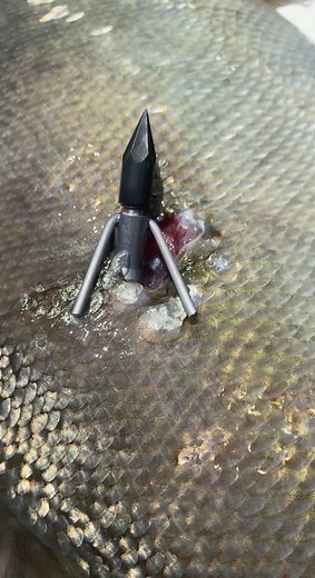 Silver carp #fishing #fyp