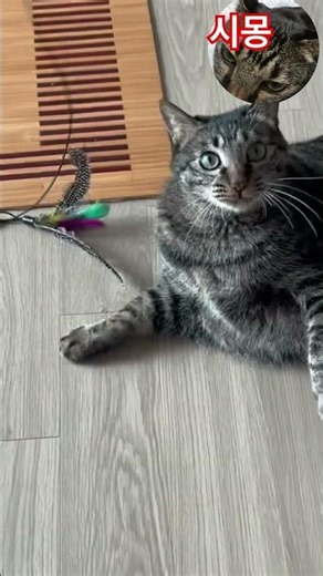 날아 올라라~~~~ 시몽이는 사냥 놀이중 #cat #고양이 #고양이일상 #파양묘 #파양묘입양
