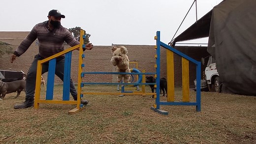 ESCUELA CANINA EN GRUPOS UNA BUENA OPCION DONDE SU MASCOTA PODRA DISFRUTAR DEL ENTRENAMIENTO Y SOCIALIZACION CON OTROS PERROS, ADIESTRAMIENTO DE OBEDIENCIA, CORRECCION DE MALOS HABITOS Y AGILIDAD CANINA, ESCRIBANOS AL 992292484 O AL 997800489. YOUTUBE: https://cutt.ly/SeaJWTq 💪💪💪 | Educadog - Adiestramiento y Rehabilitacion Canina