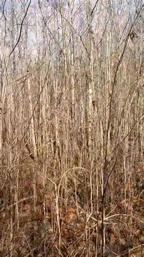 Catrons Kennel provides expert-guided Swamp Rabbit hunting experiences | Catron's Kennel