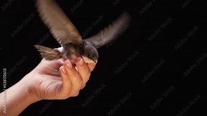 Little barn swallow flies out of womens hands. Hirundo rustica chick spreads wings, teaching to fly on studio background. Close-up view. Ornithology, nature, fauna concept.