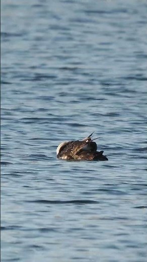Great Northern Diver – Beautiful Close-Up on the Water #birds #shorts #duck