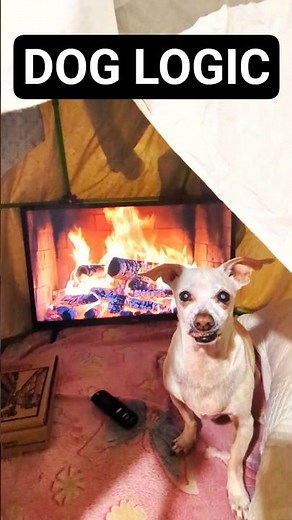 Bossy Dog Builds Fort & Banishes Me to Doghouse 😂 #FunnyDogs #DogPrank #BossyDog