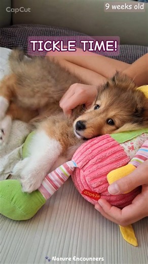 Sheltie Puppy Ruby | Tickle Time! 😄