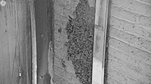 🦇 You never know what you're gonna see on the #BatCam! Well, bats, usually - but can you spot the non-bat visitor from this recording earlier? Check out the live feed any time at azgfd.com/wildlife-conservation/wildlife-viewing/wildlife-live-cams/bat-cam/ - the visitor is back right now! | Arizona Game & Fish Department