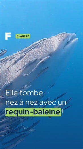 Le plus grand poisson du monde ! 🐋💙 Imaginez flotter dans le bleu profond, quand soudain, le Requin-Baleine (Rhincodon typus) émerge de l’horizon ! Ce colosse des mers détient le titre de plus grand poisson du monde, pouvant atteindre 20 mètres de long et peser plus de 30 tonnes ! La rencontre est saisissante, mais l’atmosphère est empreinte d’une majesté tranquille, car il est totalement inoffensif pour nous. 🌊 #science #planète #animaux #baleine #requin #ocean #nature | Futura - Inspirons l