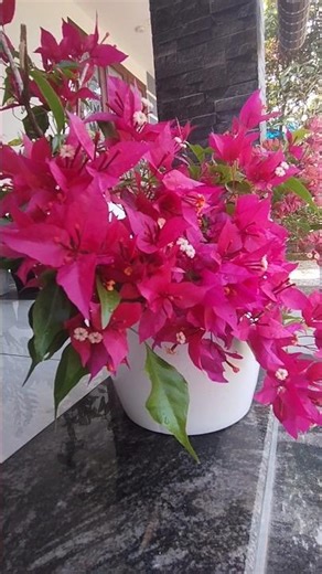 hybrid bougainville #Ruby red#shortvideo