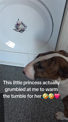 #brindlebullie #fyp #bullterriersoftiktok #bigwhitebullie #bullterriers