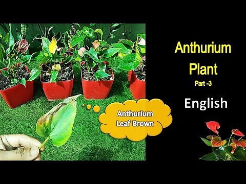Anthurium plant care tips | anthurium leaf turning brown