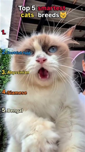Top 5 Smartest Cat Breeds 🐱These cats are smarter than you 😳#cats #smartcats #catbreeds #shorts